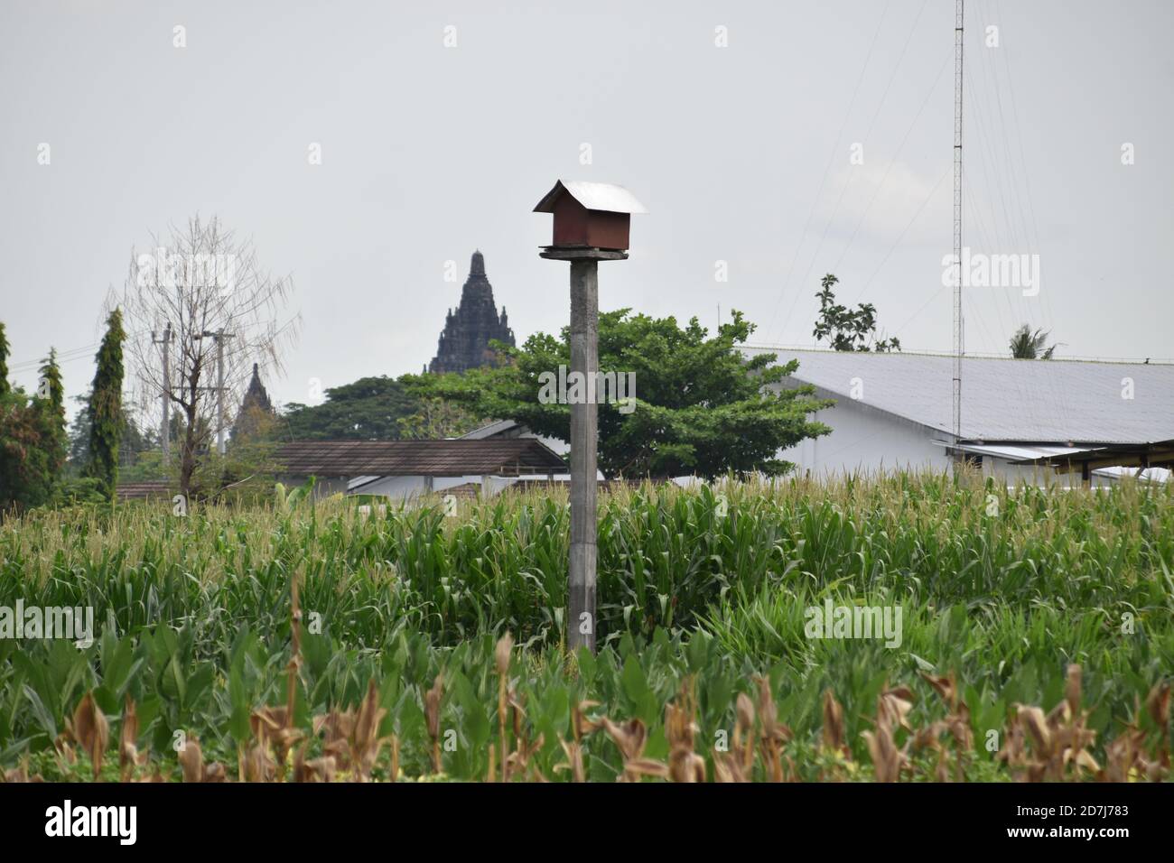 Indonesian local wisdom: Owl house in the middle of agricultural land, to get rid rat pests, looks behind it is Prambanan temple. Stock Photo