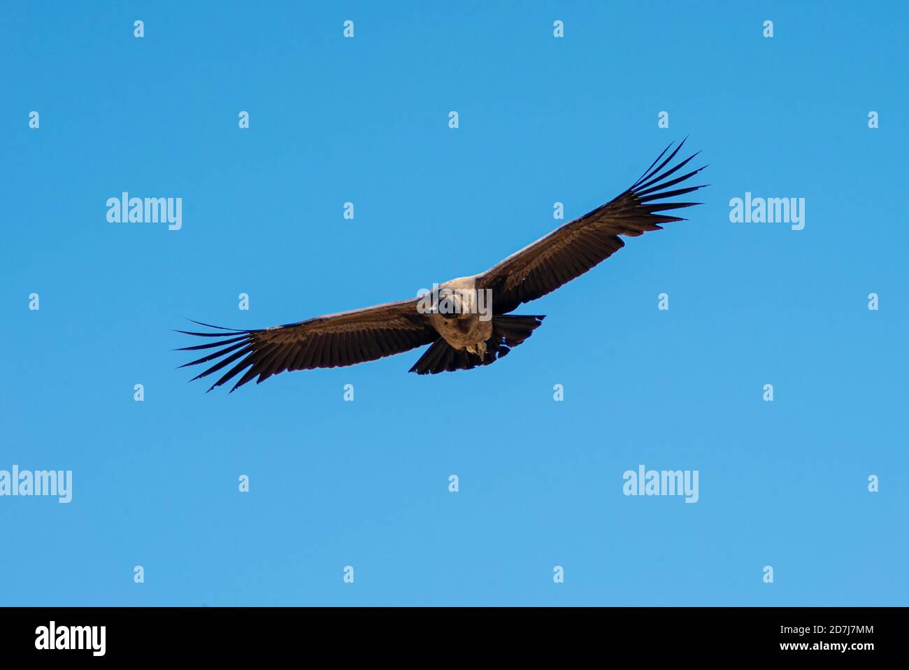 Andean Condor soaring above mountains Stock Photo Alamy