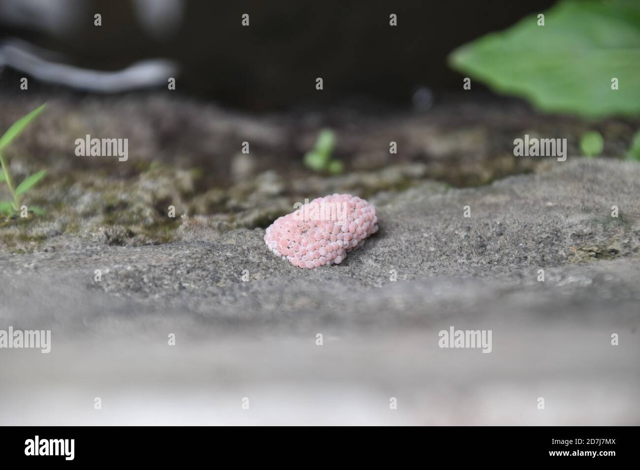 Eggs of dragonfly hi-res stock photography and images - Alamy