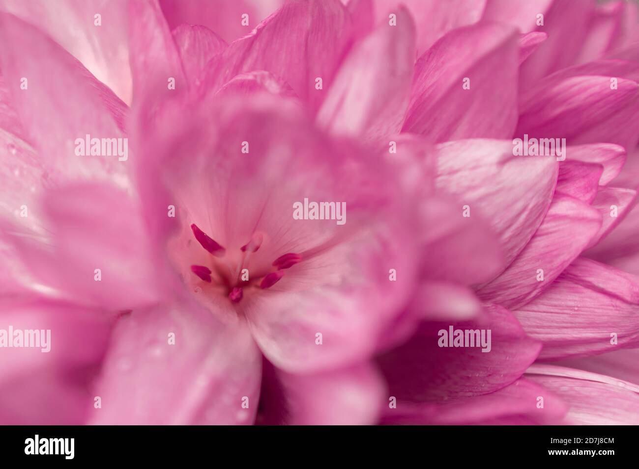 Beautiful fresh flowers tulips with water drops. Abstract floral blossom art background. Extreme closeup, macro image. Stock Photo