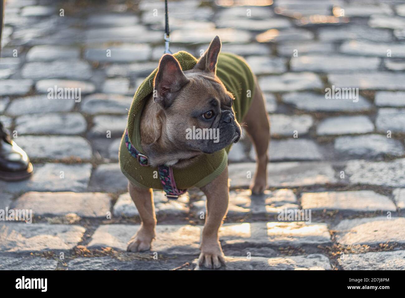 Cute French Bulldog wearing green Hoodie outdoors Stock Photo