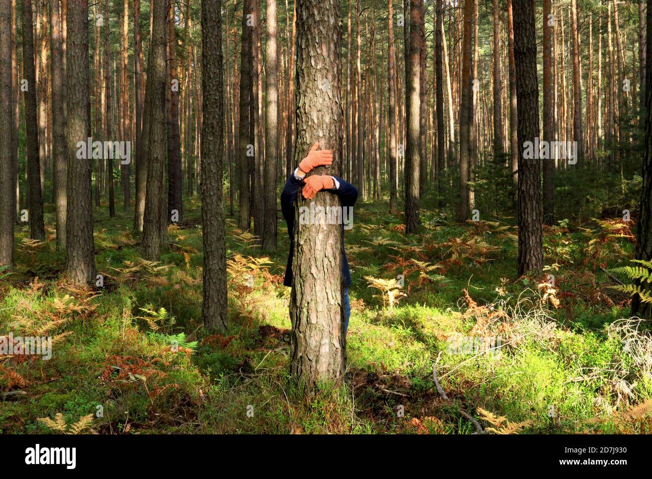 Mature woman with hugging tree trunk in forest during autumn Stock ...