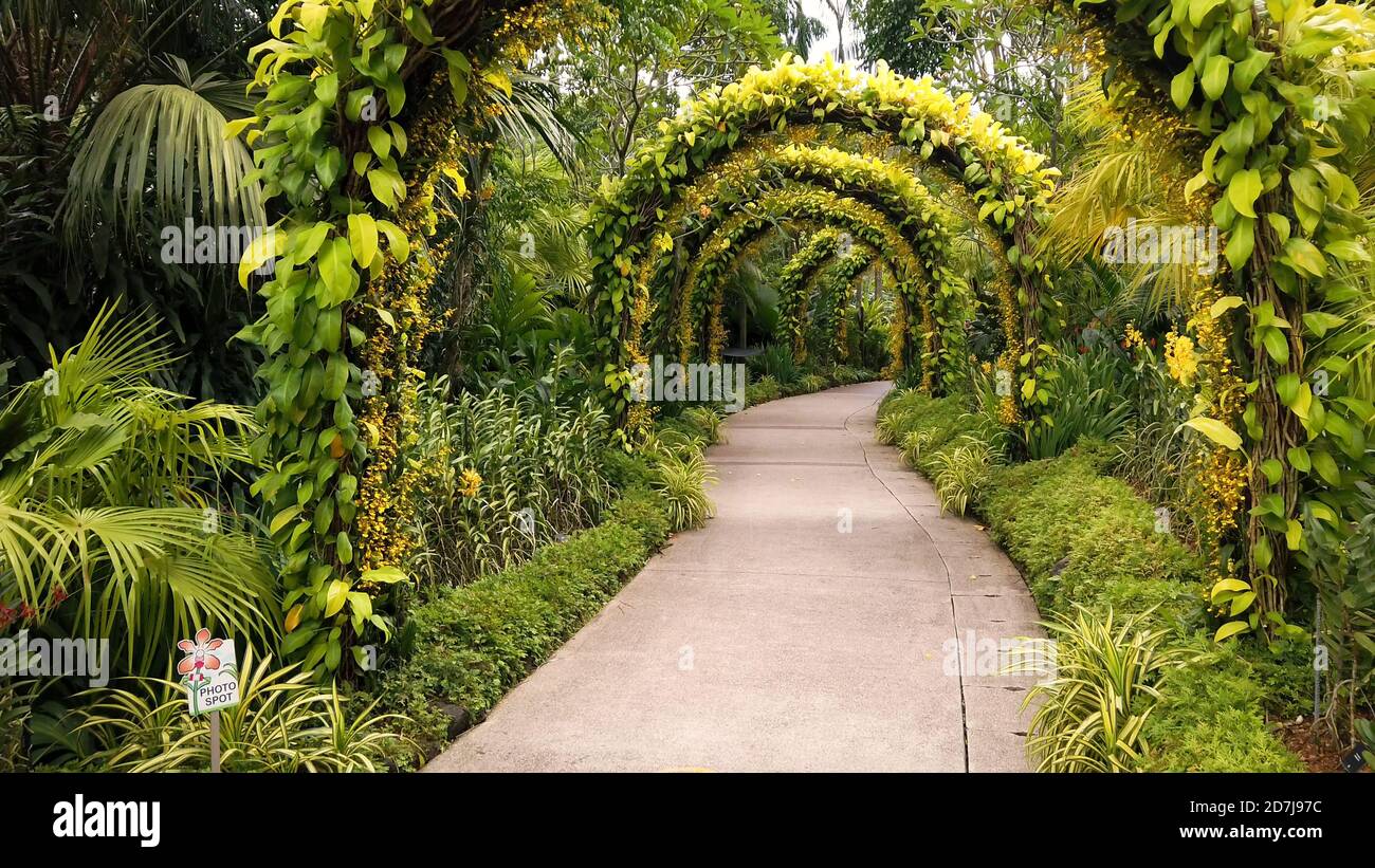 Walking path with large arches covered with green bush leaves in tropical recreation park on sunny day. Beautiful decoration in park from tropical pla Stock Photo