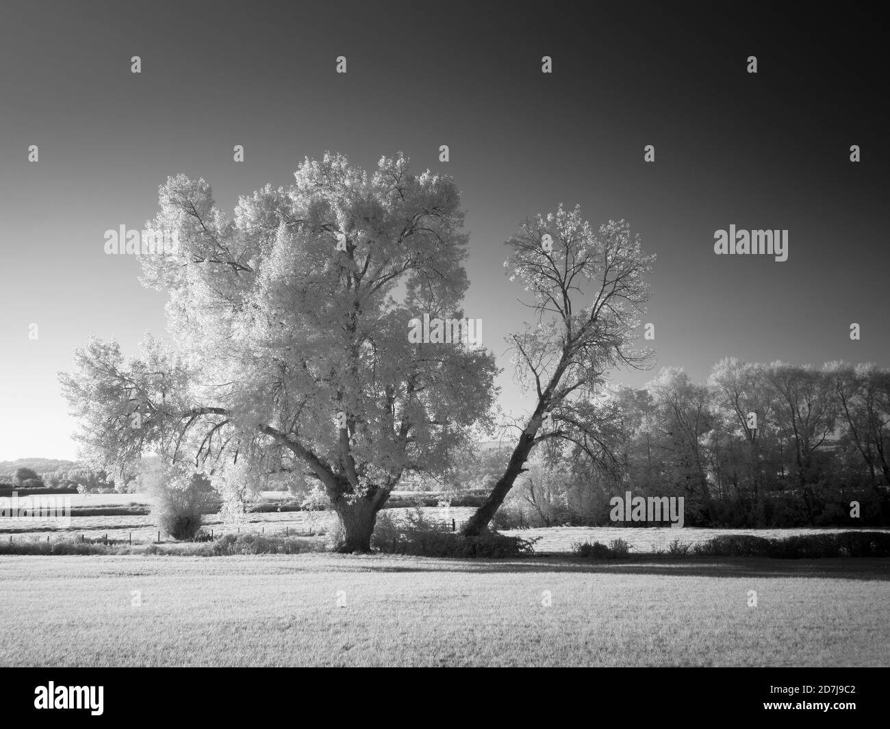 A black and white infrared image of countryside at Wrington, North Somerset, England. Stock Photo