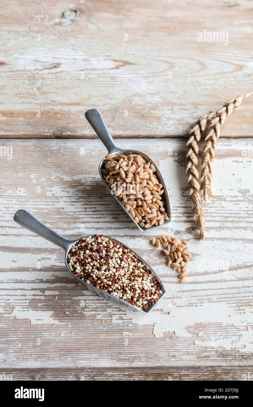 Two serving scoops with grunkern spelt and quinoa Stock Photo