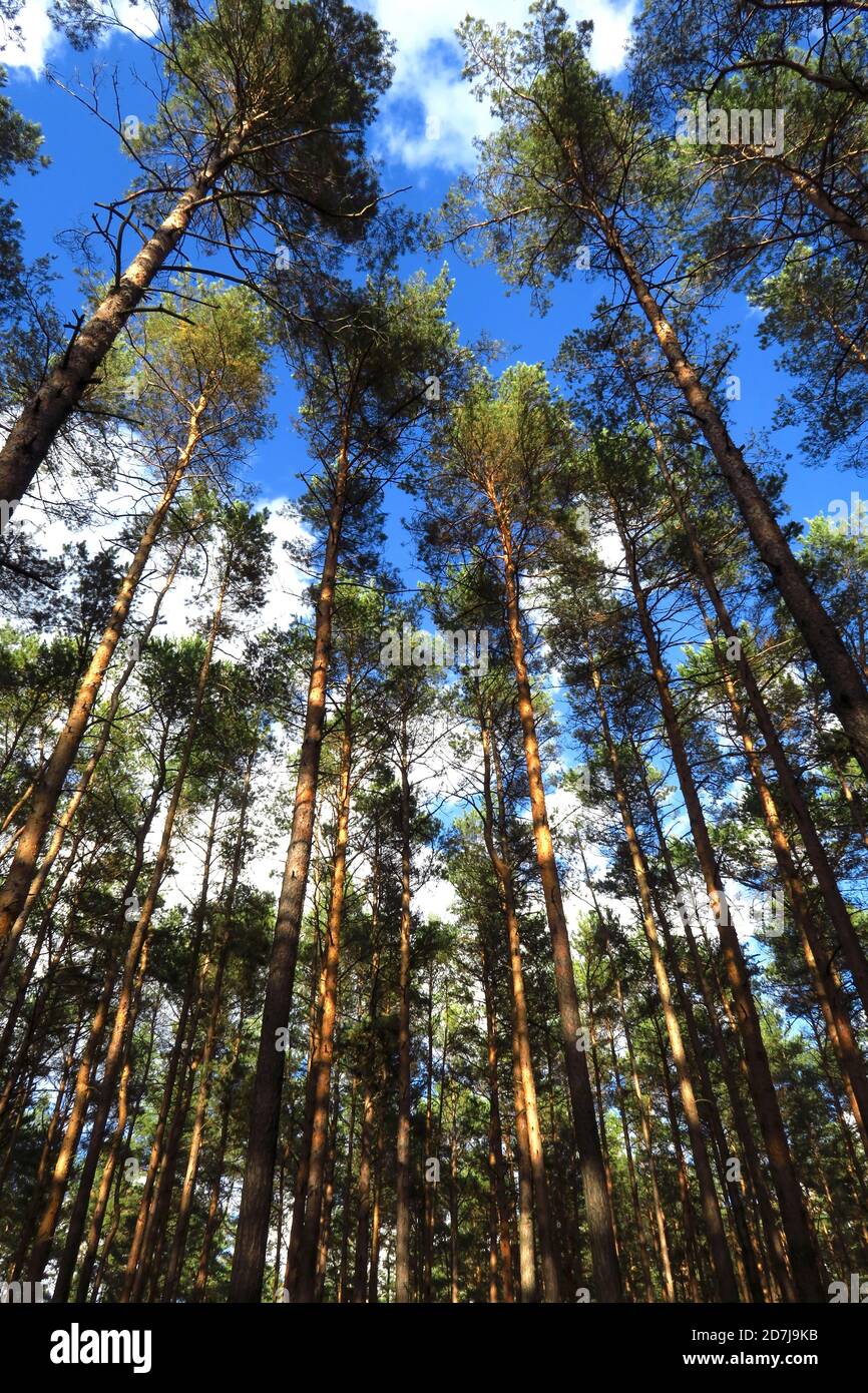 Tall forest hires stock photography and images Alamy