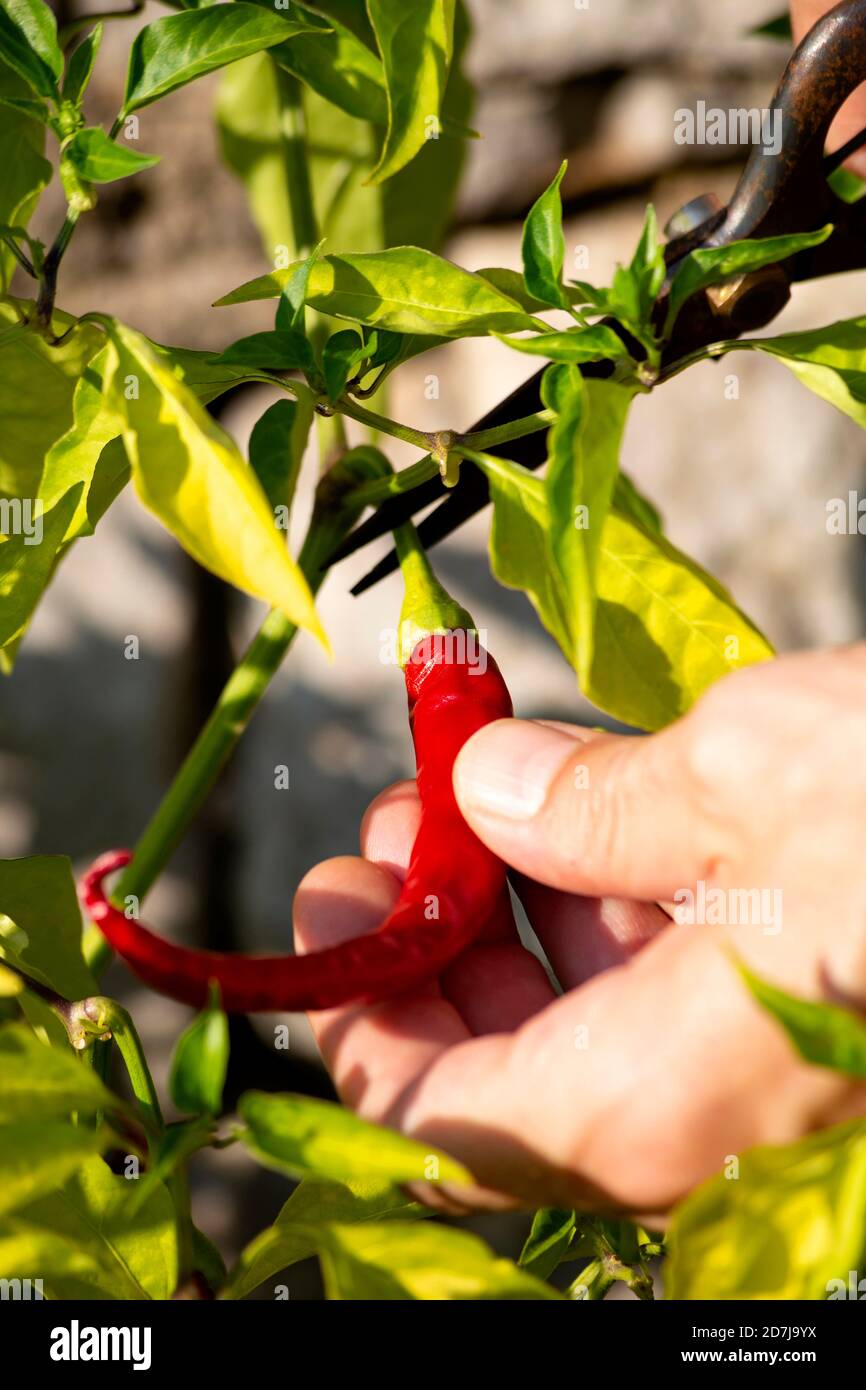Hand of farm worker harvesting fresh red chili pepper while cutting ...