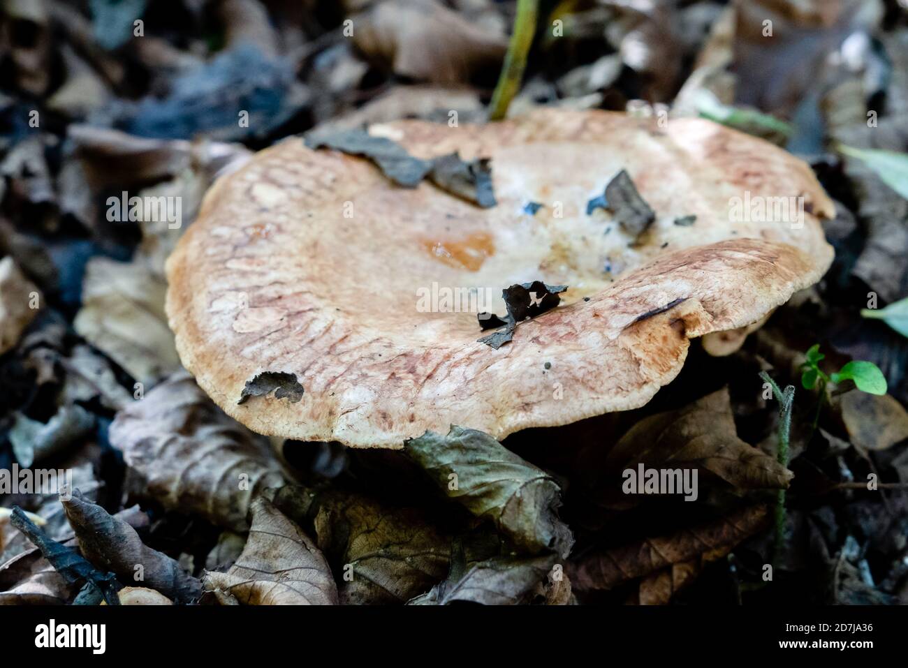 Shelf fungus, also called bracket fungus (basidiomycete) growing on a fallen tree Stock Photo