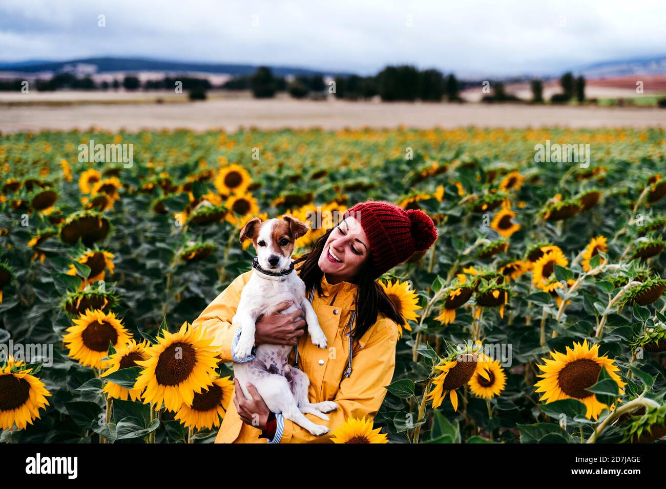 Portrait of young woman standing in sunflower field with pet dog in hands Stock Photo