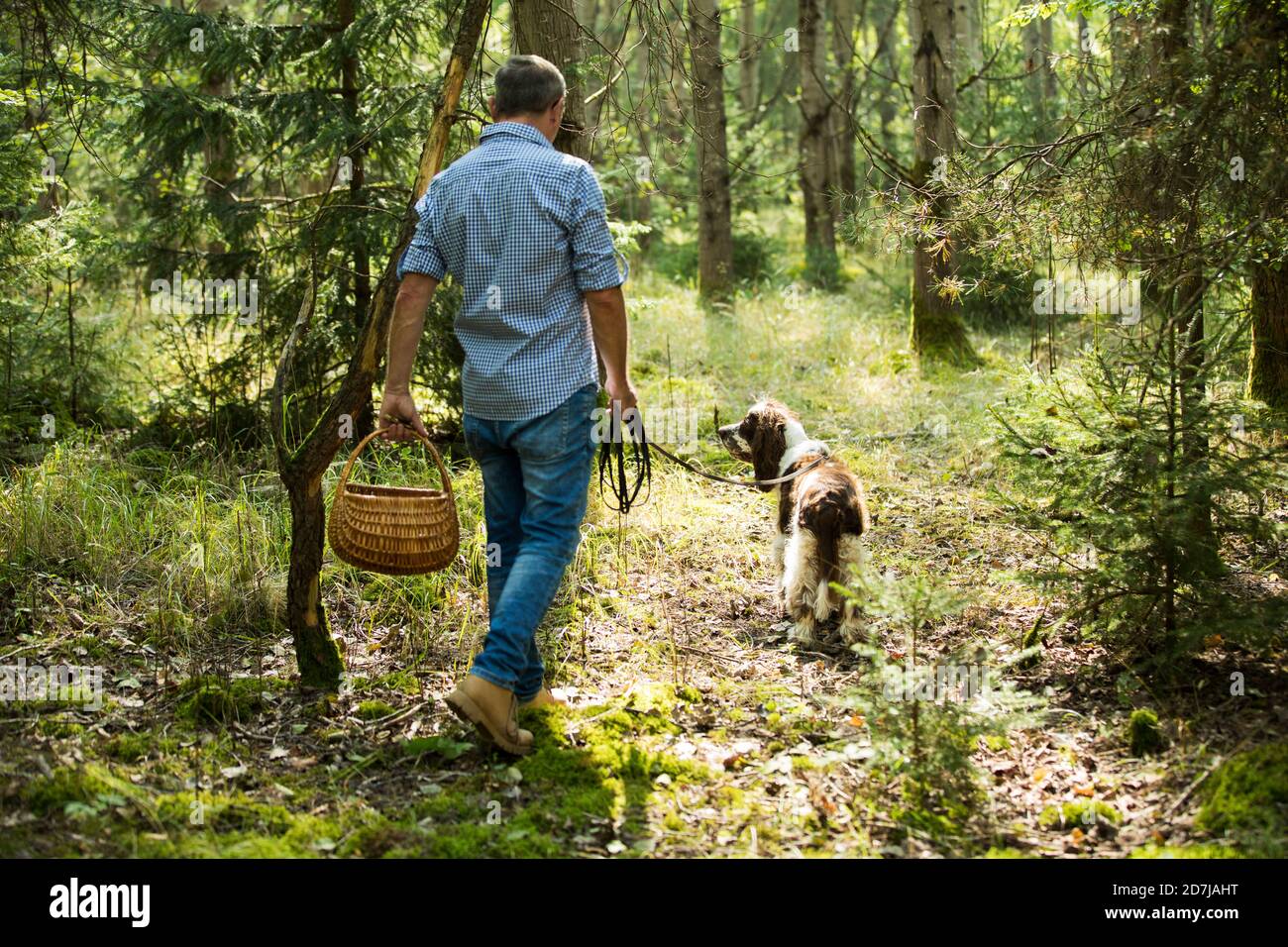 Mature man walking with dog looking for mushroom in forest Stock Photo