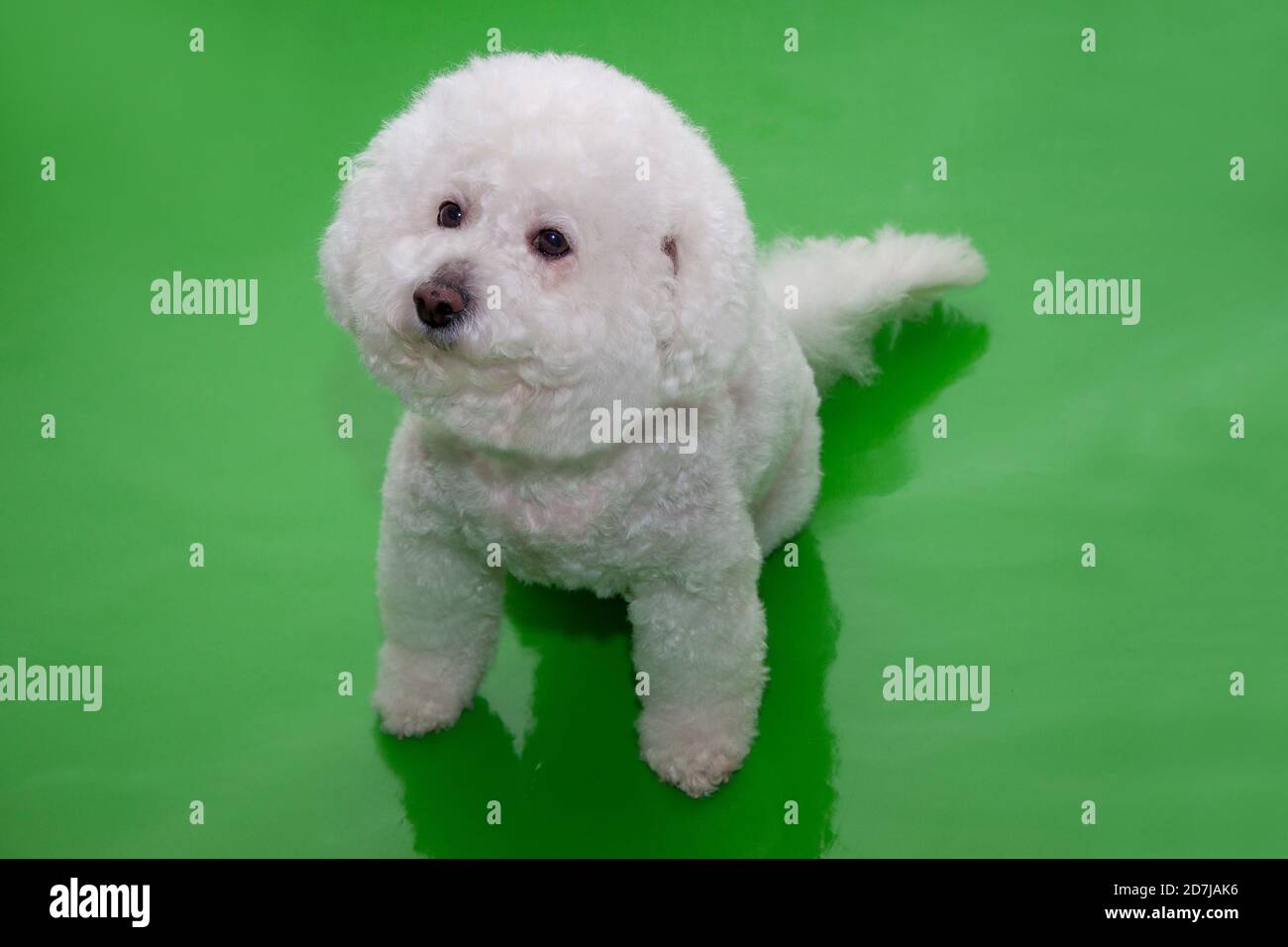 Cute bichon frise isolated on a green background. Pet animals. Stock Photo