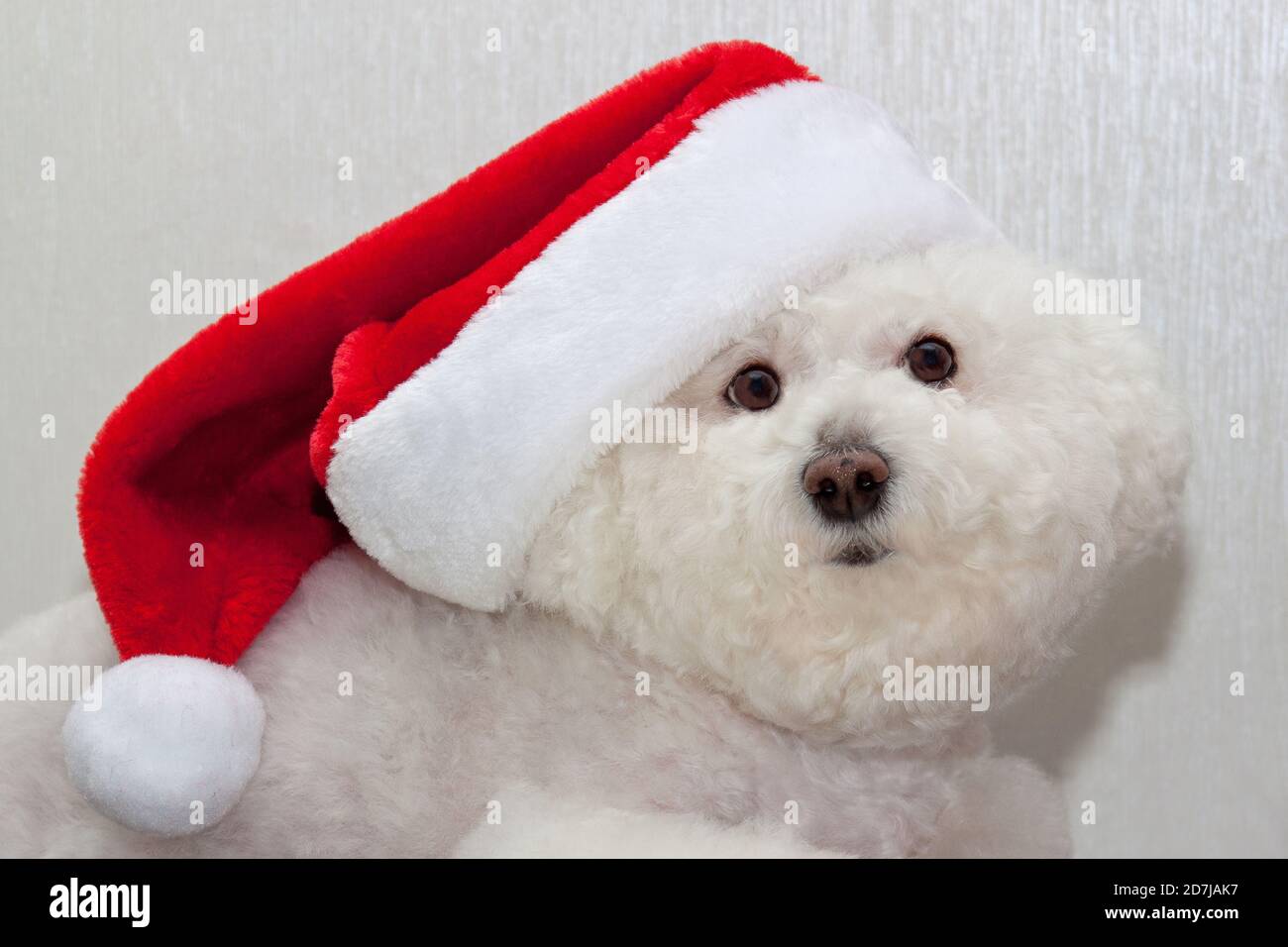 Cute bichon frise in santa claus hat. Pet animals. Traditional holidays. Stock Photo