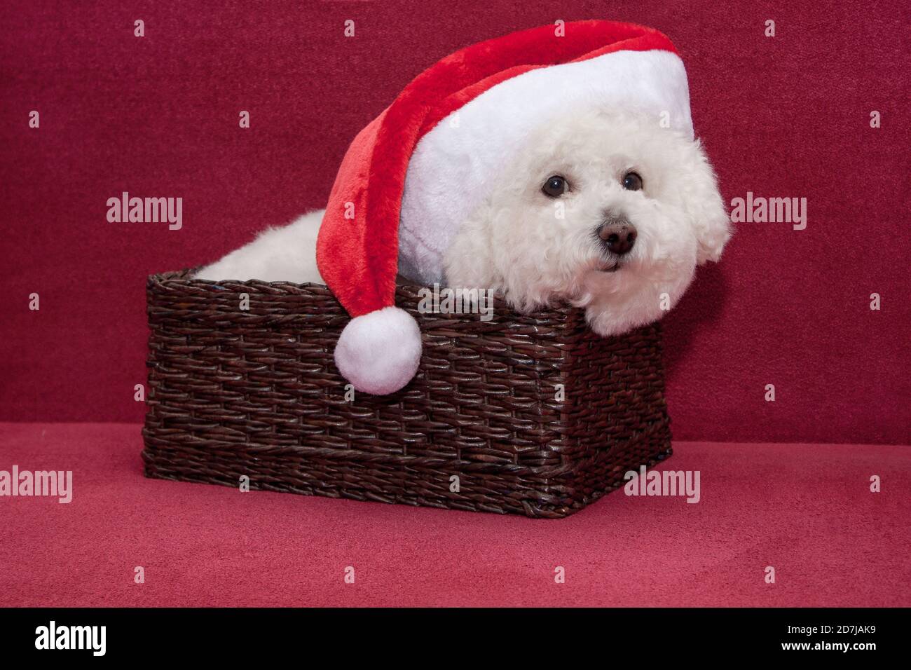 Cute bichon frise in santa claus hat is sitting in a wicker basket. Pet animals. Christmas holidays Stock Photo