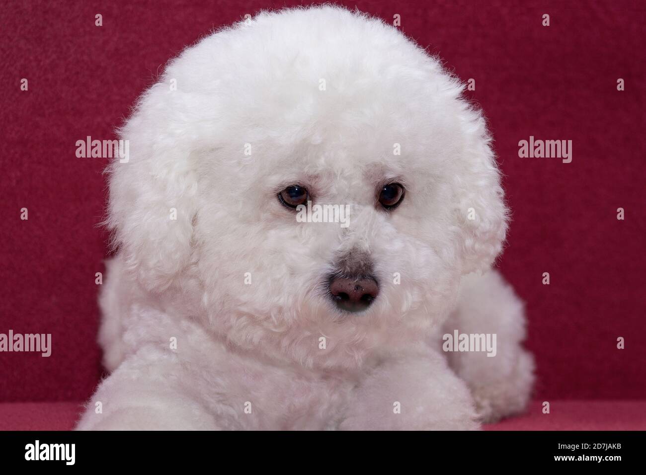 Cute bichon frise is lying on a vinous couch. Pet animals. Stock Photo