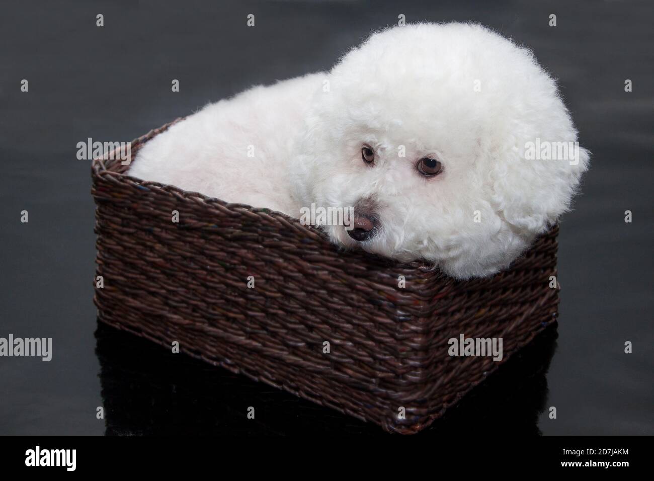 Cute bichon frise is sitting in a wicker basket. Pet animals. Stock Photo