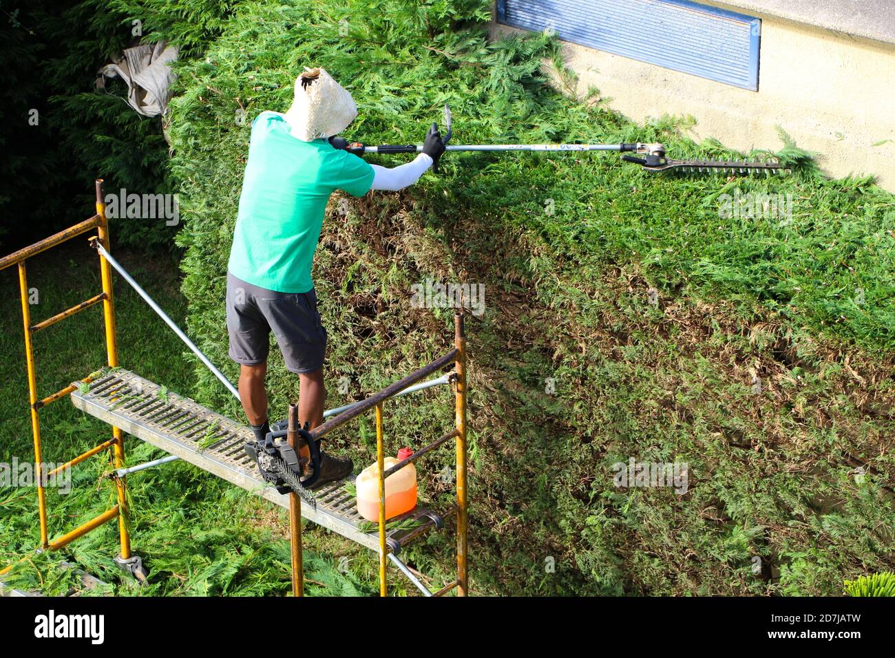 Man cutting a tall hedge of fir trees with a petrol powered long hedge  trimmer standing on wheeled scaffold trestle on a sunny October morning  Stock Photo - Alamy