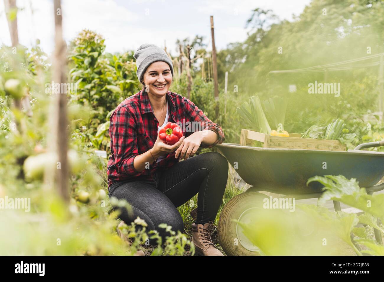 Smiling woman holding red bell pepper while crouching by wheelbarrow in vegetable garden Stock Photo