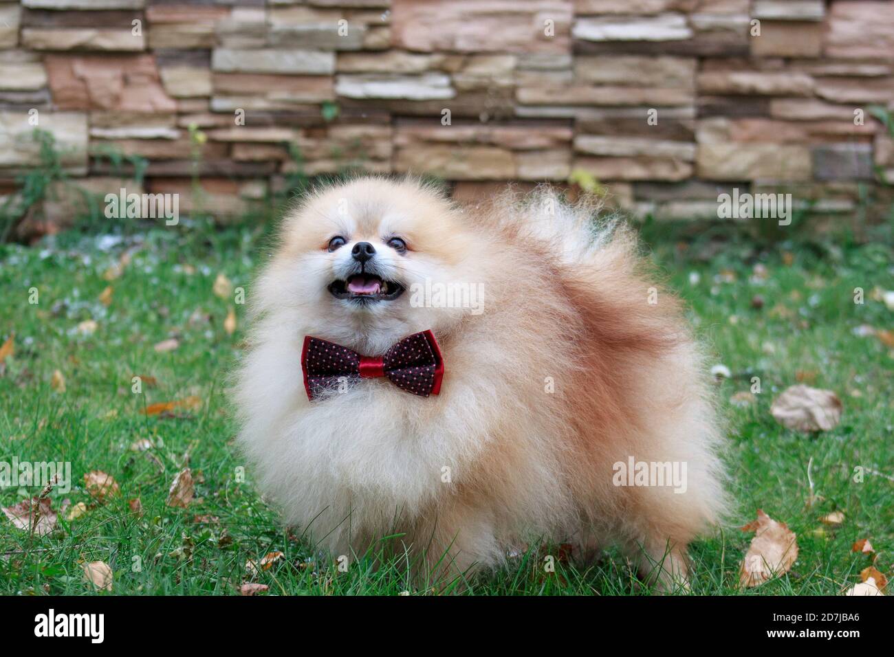 Pomeranian puppy in beautiful bow-tie is standing on a green grass. Pet animals Stock Photo - Alamy Pomeranian puppy in beautiful bow-tie is standing on a green grass. Pet animals Stock Photo - Alamy