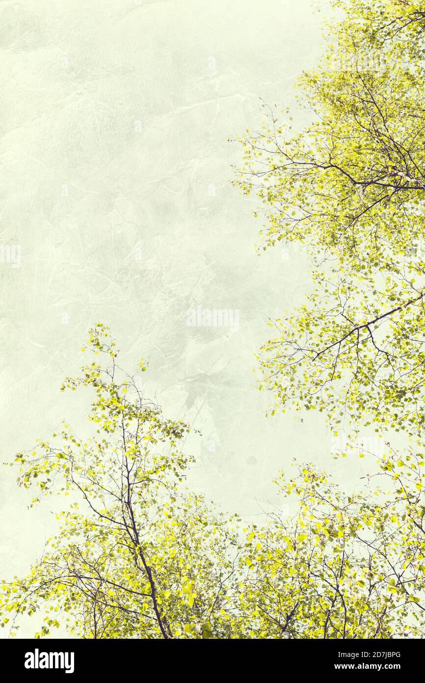 Canopies of birch trees in spring Stock Photo