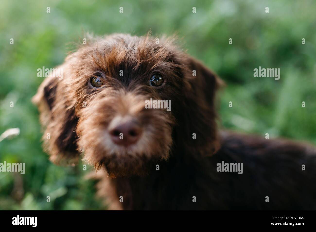 Brown puppy sitting on grass at backyard Stock Photo - Alamy