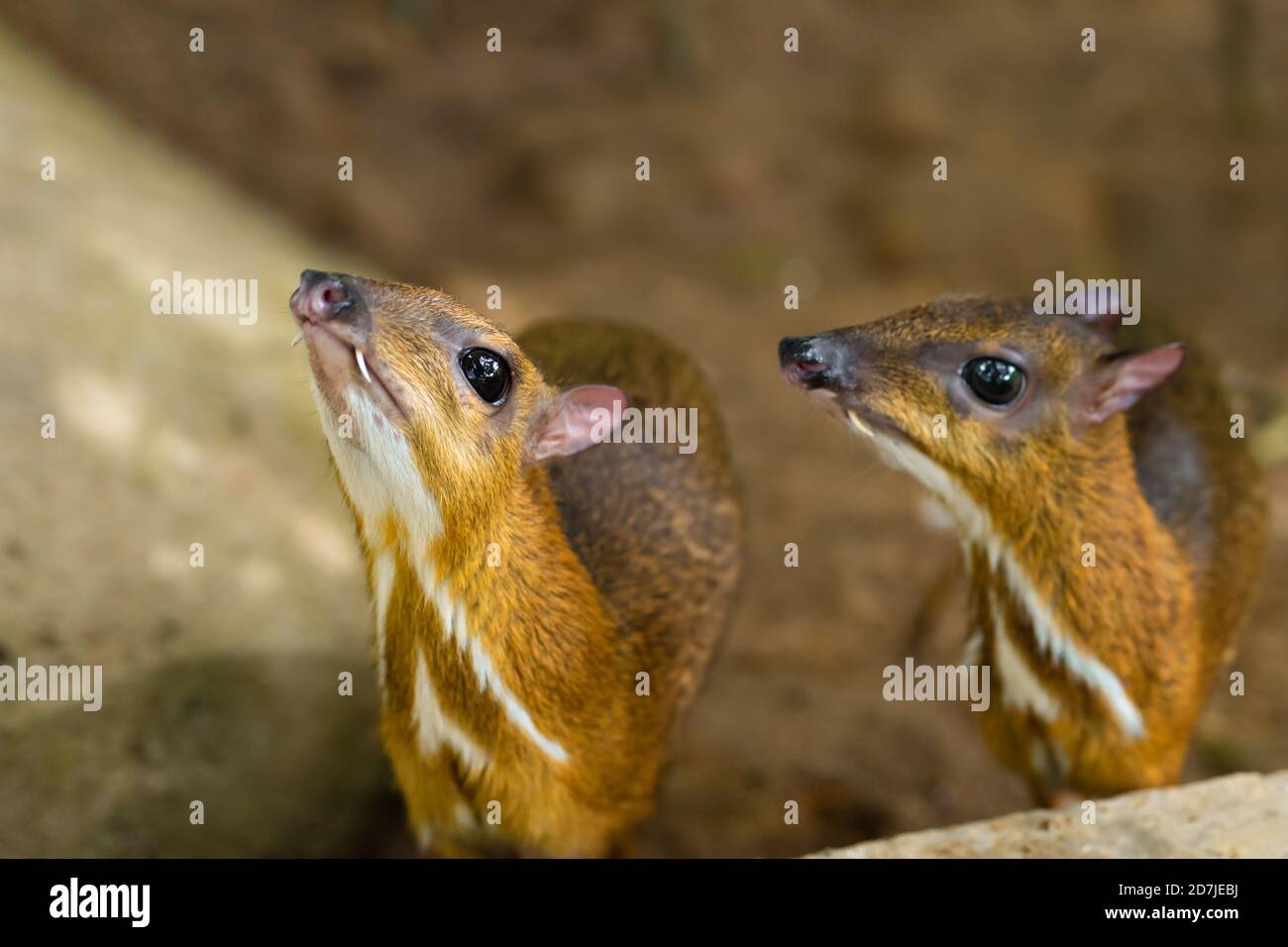 Kanchil Is An Amazing Cute Baby Deer From The Tropics The Mouse Deer Is One Of The Most Unusual Animals Cloven Hoofed Mouse Stock Photo Alamy Kanchil Is An Amazing Cute Baby Deer From The Tropics The Mouse Deer Is One Of The Most Unusual Animals Cloven Hoofed Mouse Stock Photo Alamy