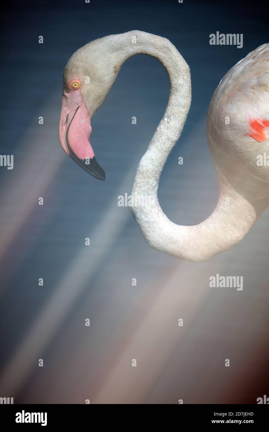 Cropped image of flamingo (Phoenicopterus roseus) standing in water Stock Photo