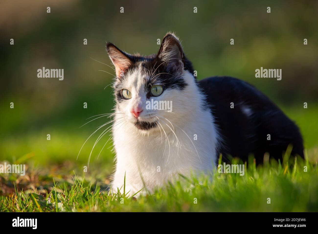 Portrait of a black and white cat Stock Photo - Alamy