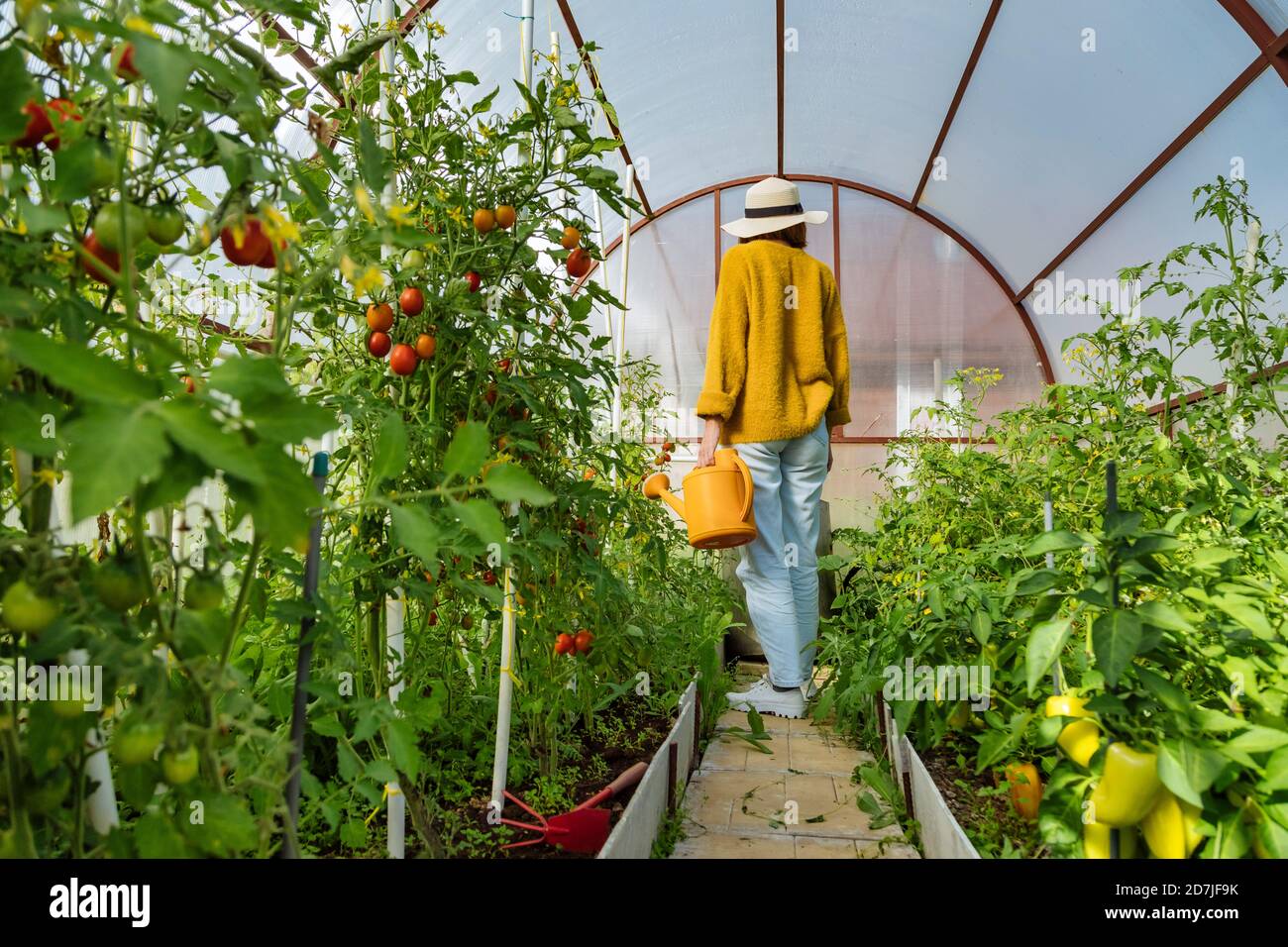Woman watering vegetable plant while standing at greenhouse Stock Photo