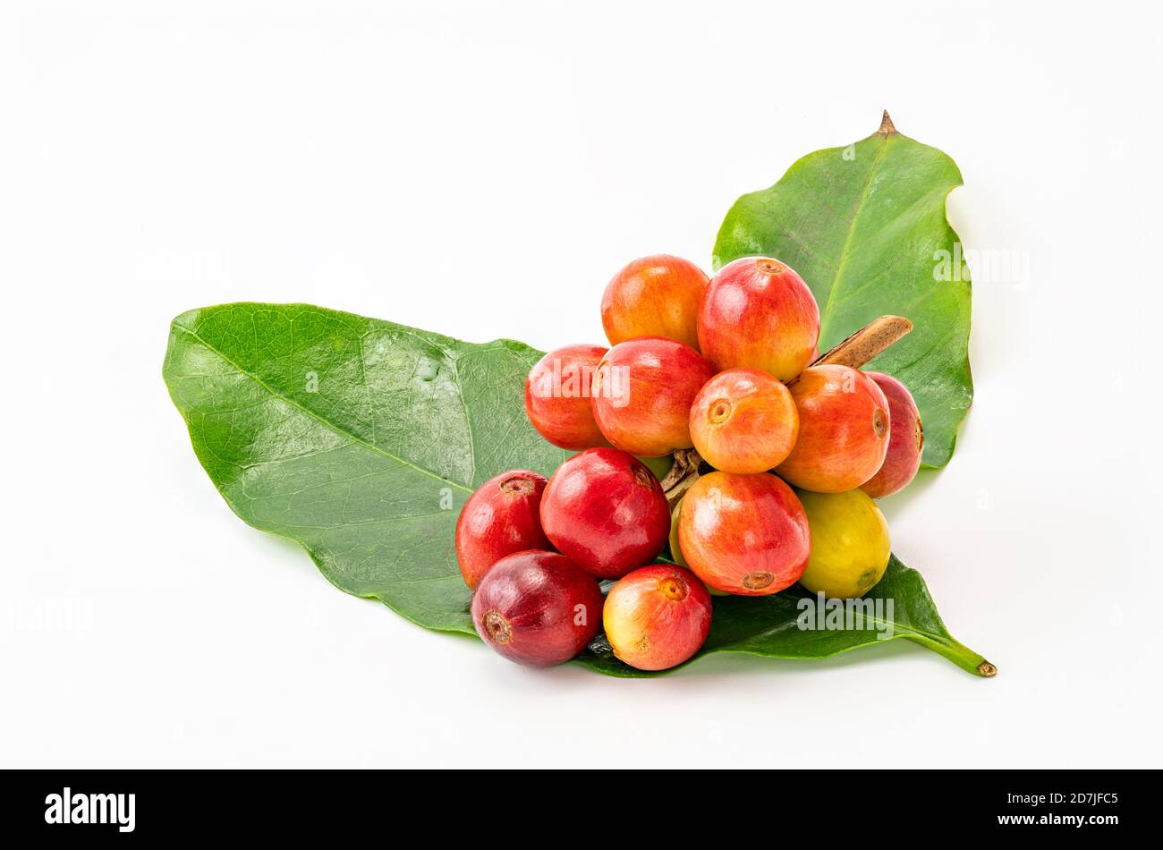 Bunch of coffee fruit with leaf isolated on white background with