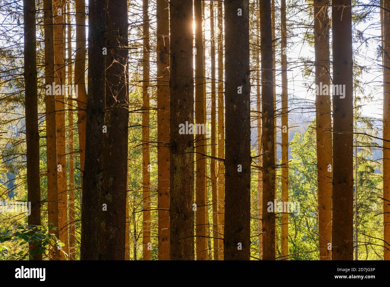 Spruce trees (Picea abies) in Bavarian Forest Stock Photo