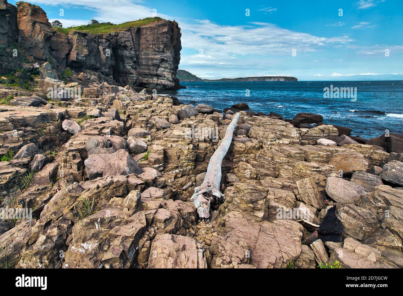 Surface level of driftwood on island at Vladivostok, Russia Stock Photo