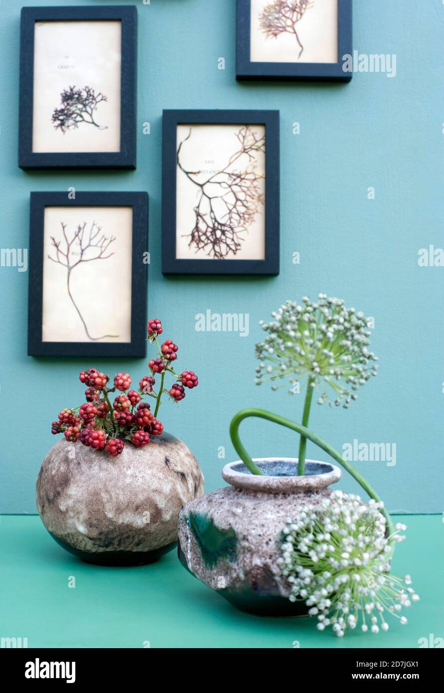 Frames with dried seaweeds hanging over vases with blackberries and allium flowers Stock Photo