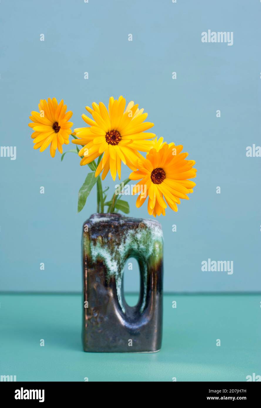 Yellow marigolds blooming in vase Stock Photo