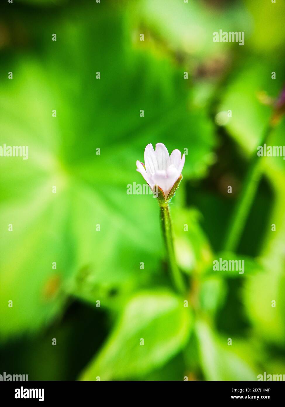 Fragile broad-leaved willowherb, Epilobium montanum, macrophotography Stock Photo