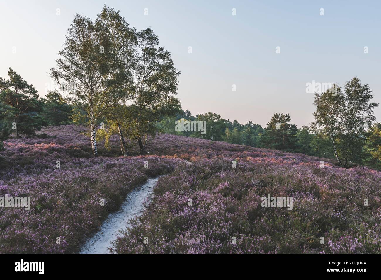 Germany, Hamburg, Fischbeker Heide, Heather field and trees at sunrise Stock Photo