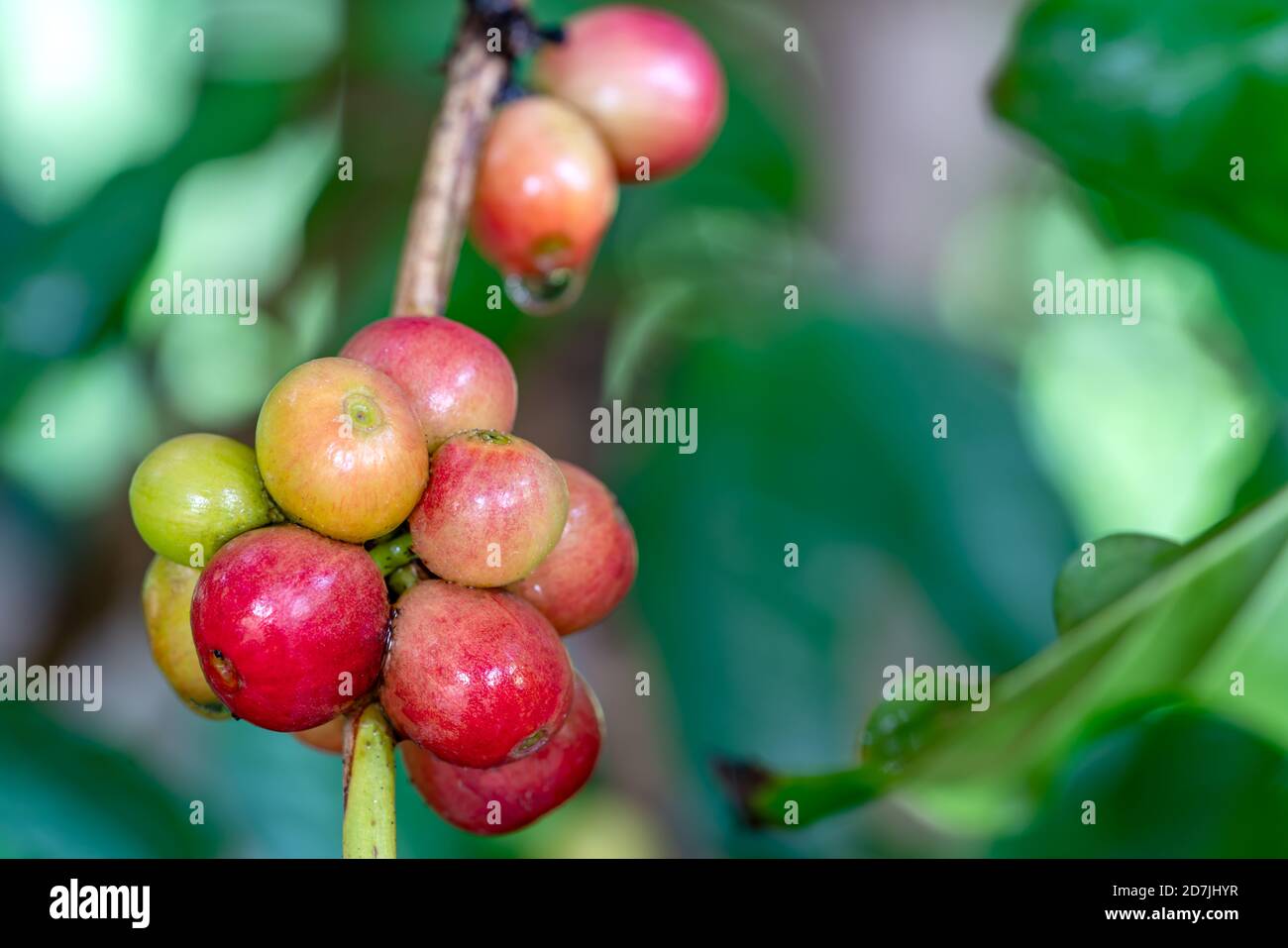Closeup scene of bunch of coffee fruit on branch of a tree. The ripe coffee fruit have a distint sweet taste and are often juiced. Stock Photo