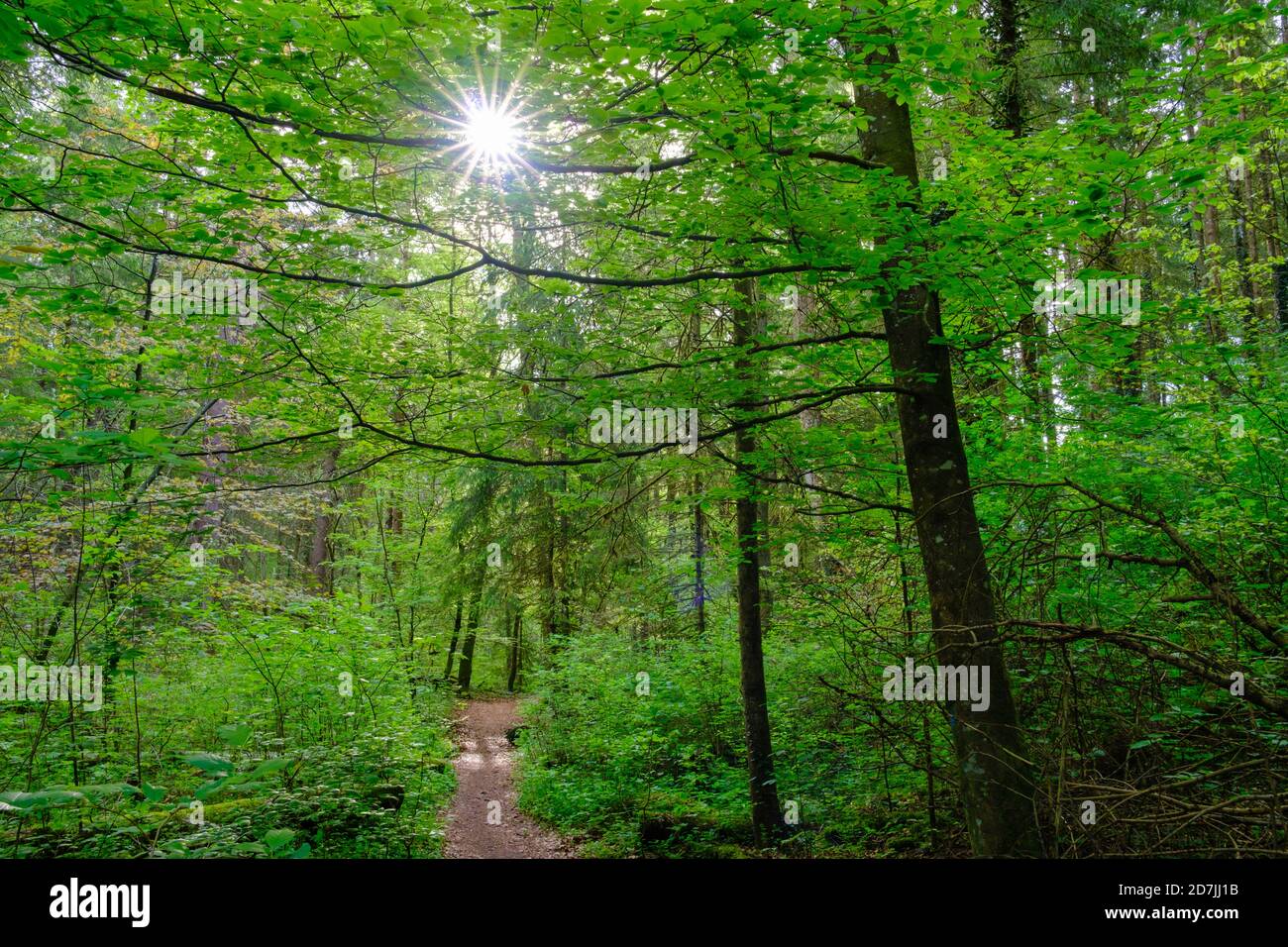 Lush green forest sunlight hi-res stock photography and images - Alamy