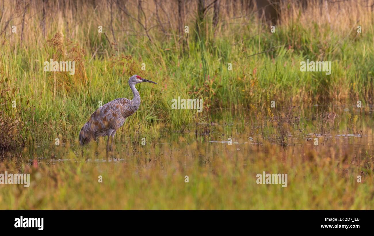 Sandhill crane in northern Wisconsin. Stock Photo