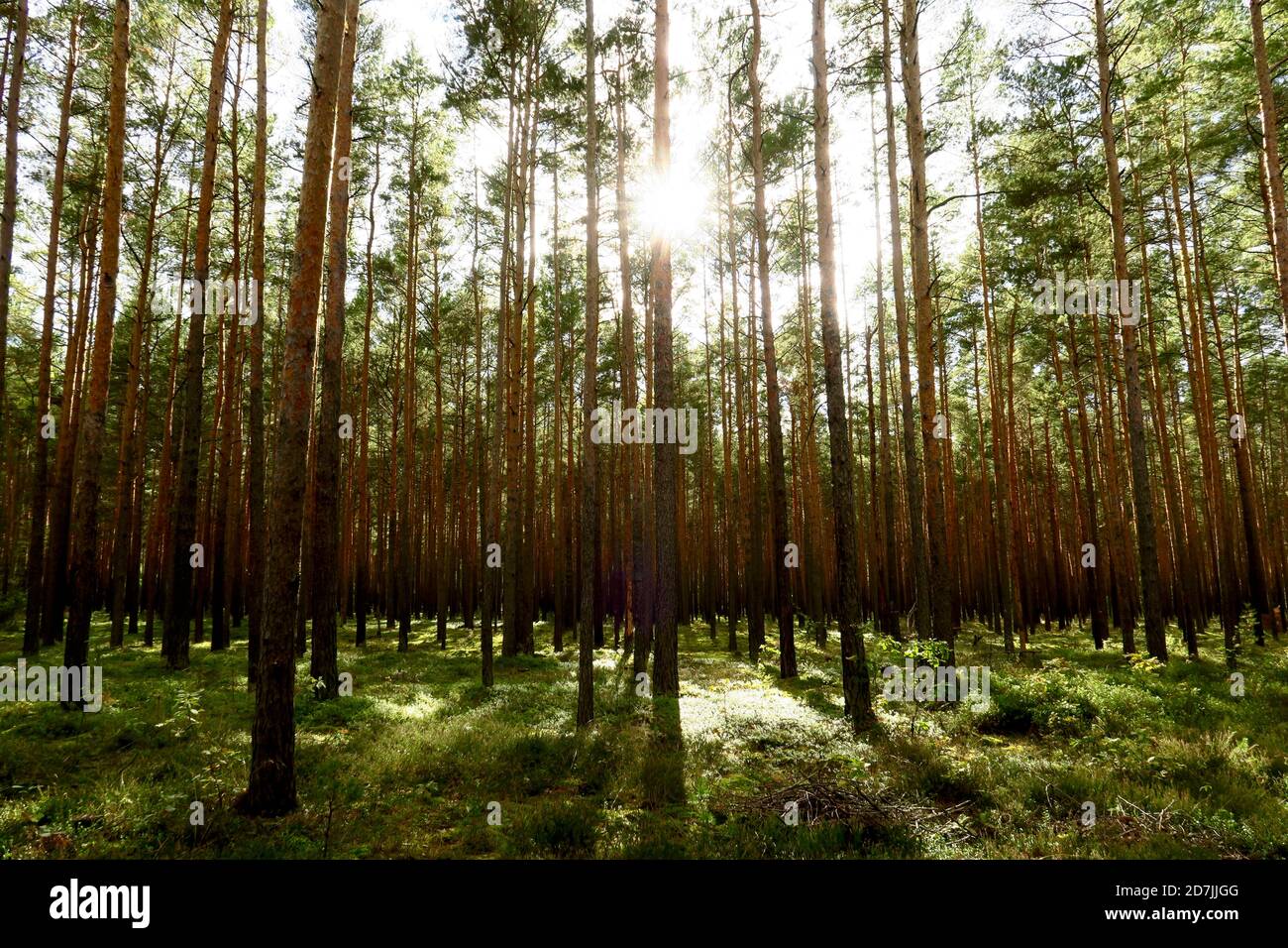 Tall forest trees hi-res stock photography and images - Alamy