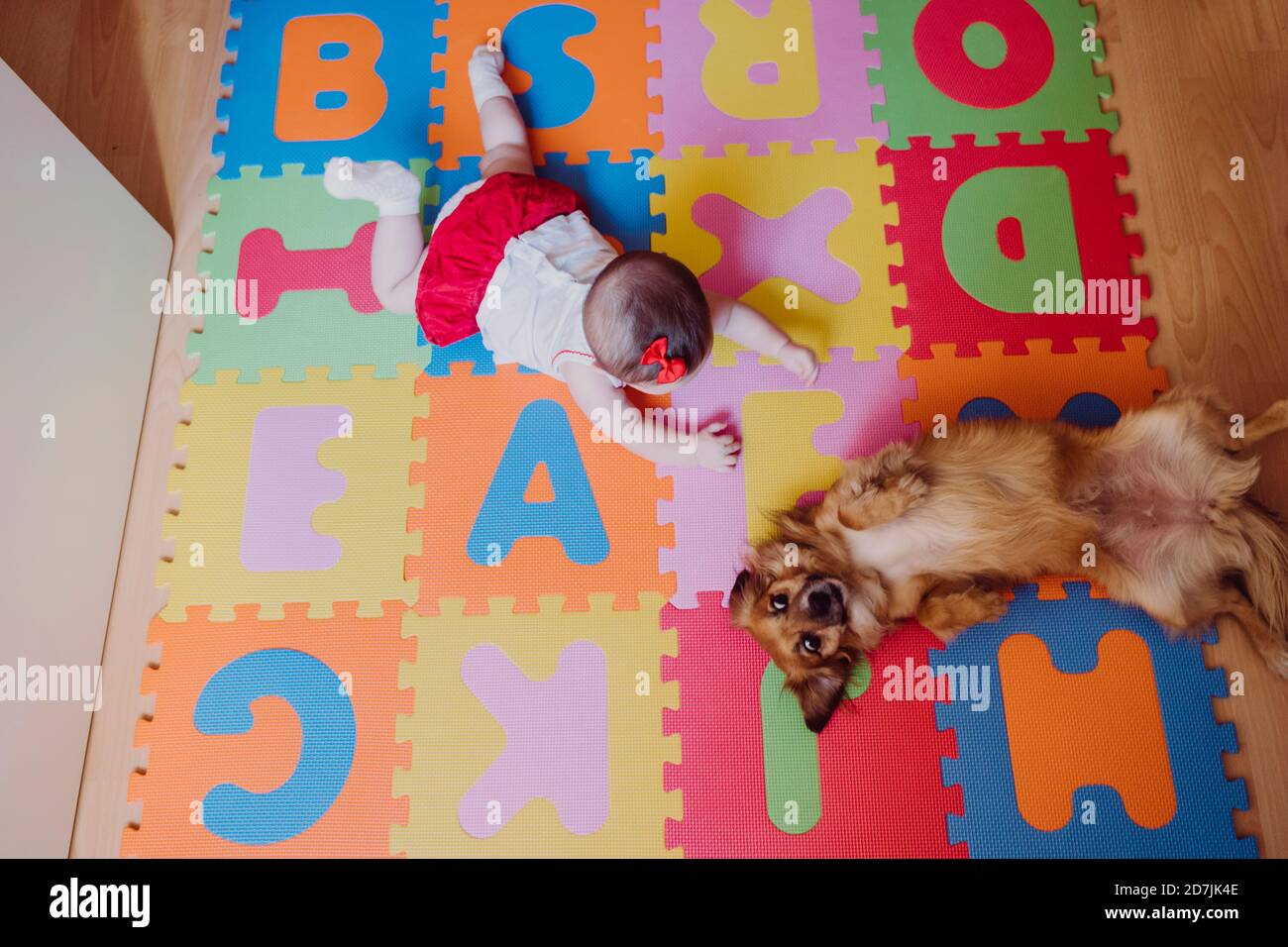 dog play mat