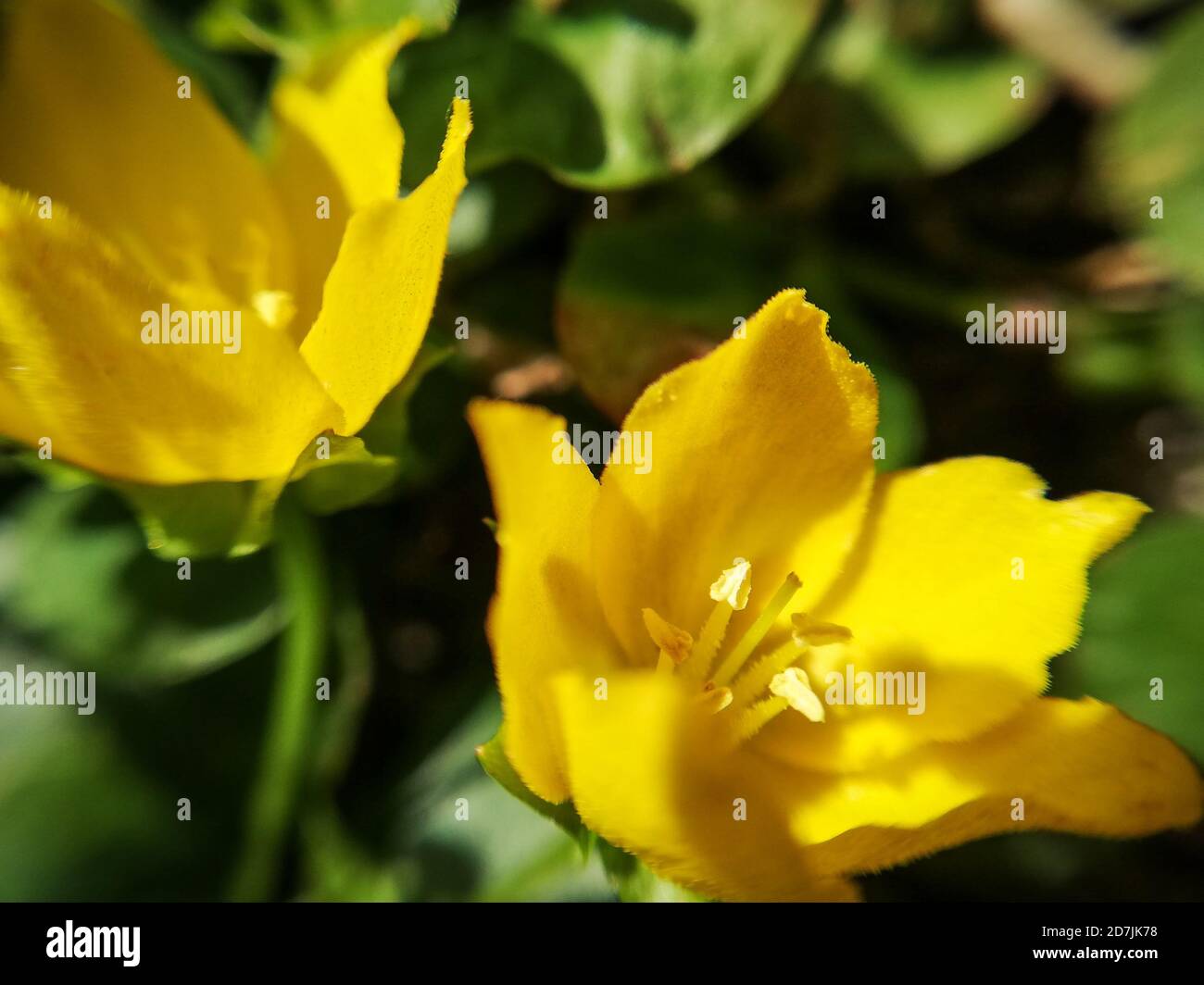 Creeping Jenny growing in the sun, Lysimachia,  macrophotography Stock Photo