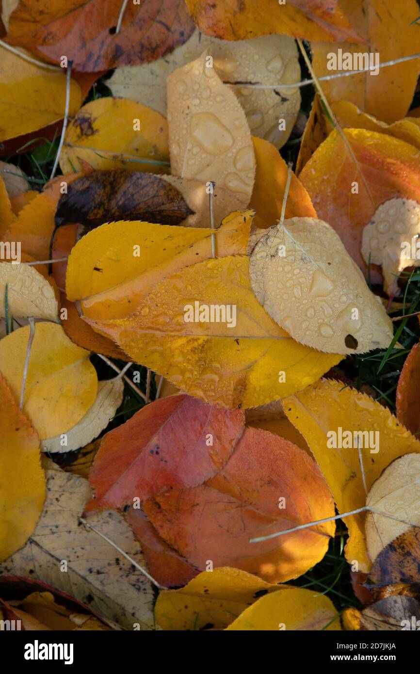 Colourful autumn leaves on the ground at the Royal Botanic Gardens,(Kew Gardens), Kew, London Stock Photo