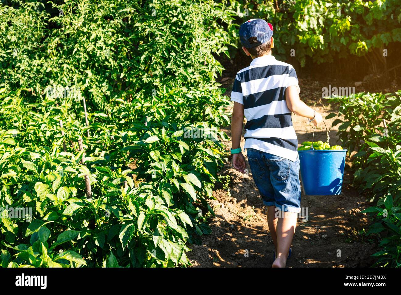 Boy carrying bucket with peppers while walking amidst plants in vegetable garden Stock Photo