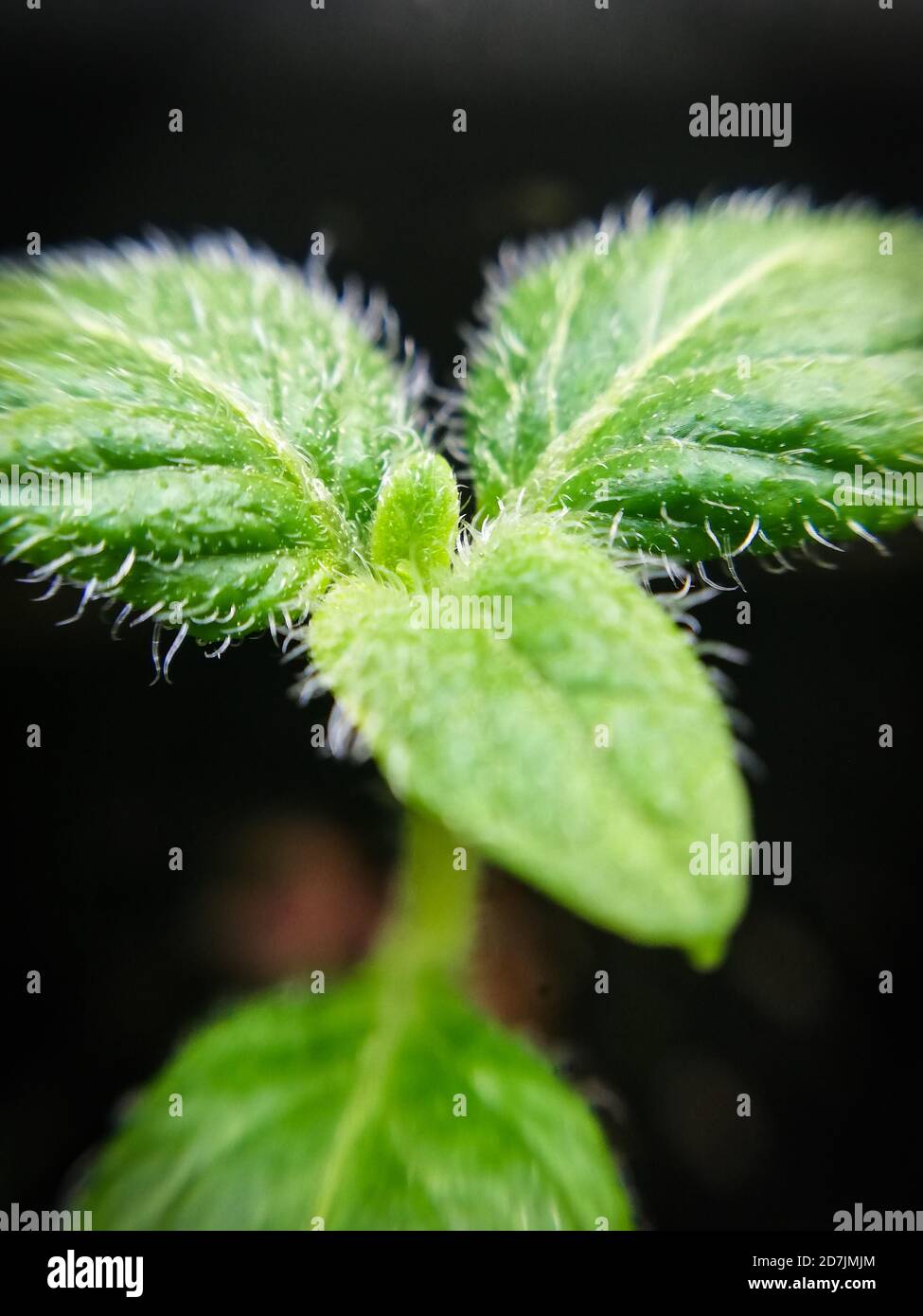 Hairy leaves hires stock photography and images Alamy