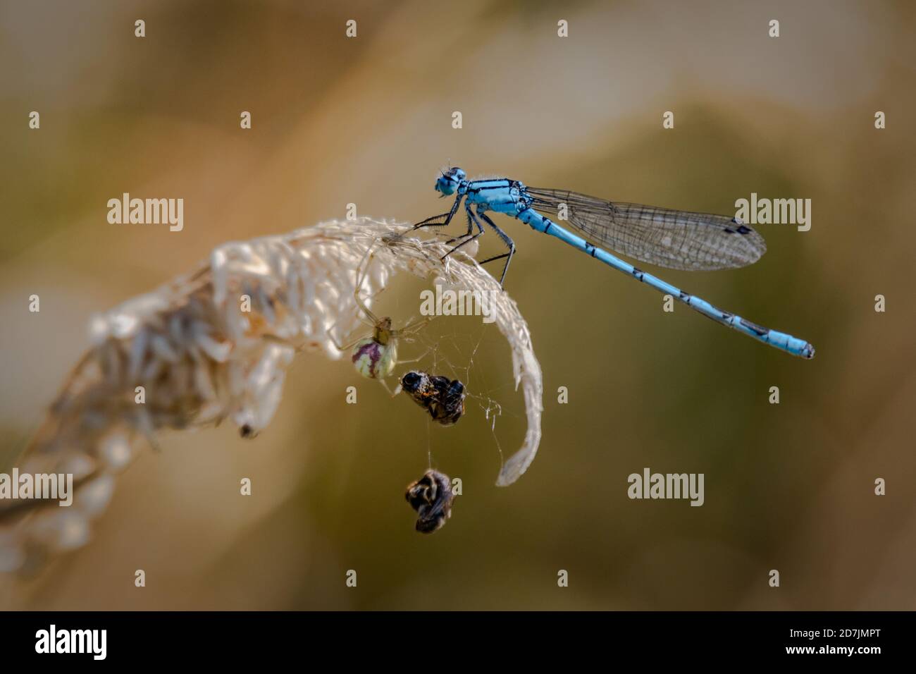 Common Blue Damselfly Being Stalked by a Candy Striped Spider Stock Photo