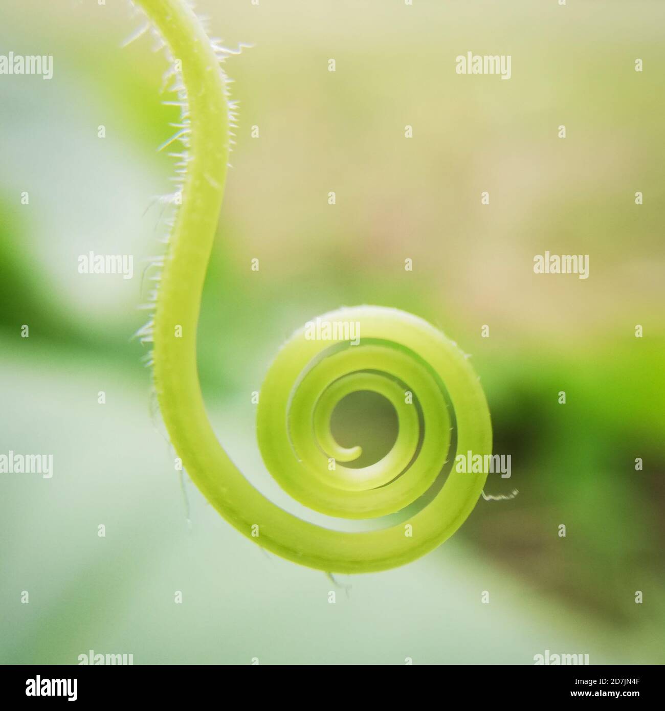 Cruly curve of a pickle plant, macro photography Stock Photo