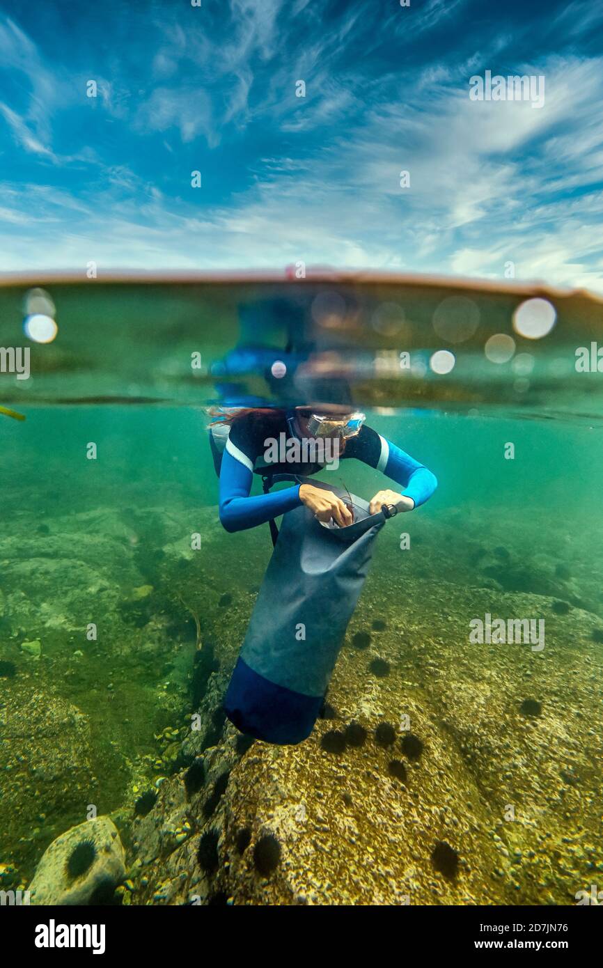 Woman collecting sea urchin while diving undersea Stock Photo