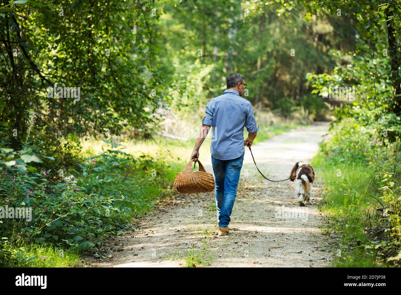Mature man holding basket of mushroom while walking with dog in forest Stock Photo