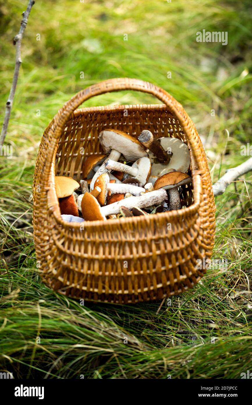 Mushroom basket kept on grass in forest Stock Photo