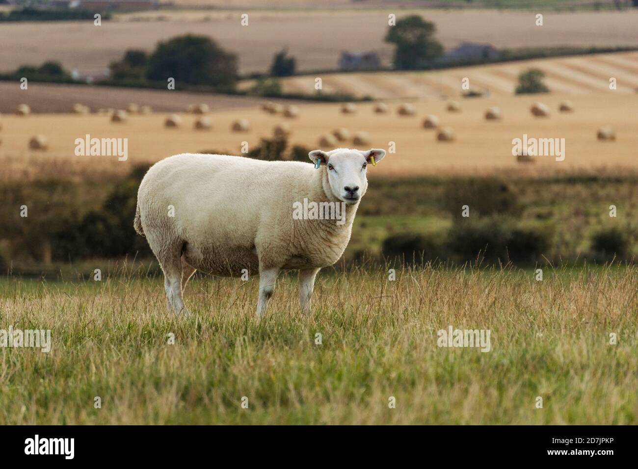 Sheep in Field with Scottish Countryside View Stock Photo